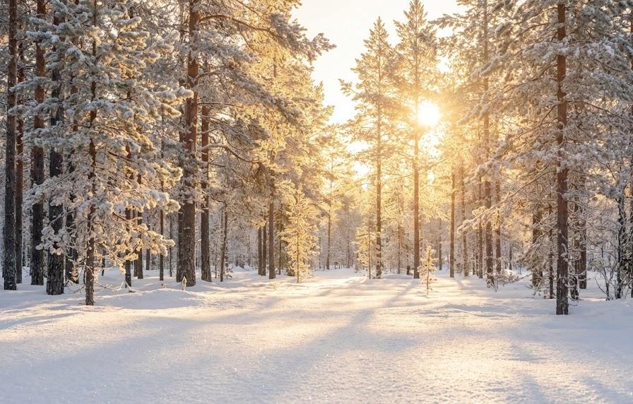 「殖ゆ」説から考える、冬のポジティブな意味と過ごし方